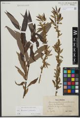 Foto von Salix triandra L. x Salix viminalis L.